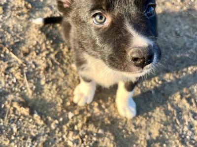 Border Collie pups