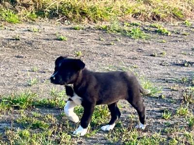 Border Collie pups