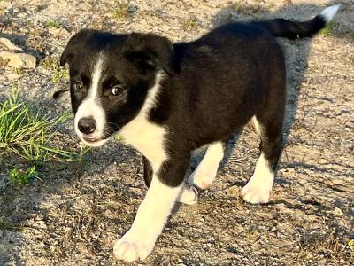 Border Collie pups