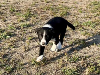 Border Collie pups