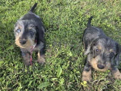 Mini Wire-haired female Dachshund