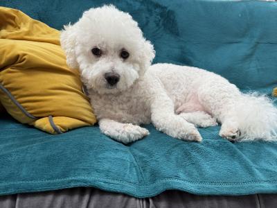 Bichon Frise Toto Available for Stud