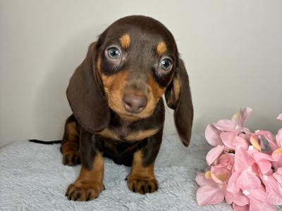 Dachshund puppies in Cork