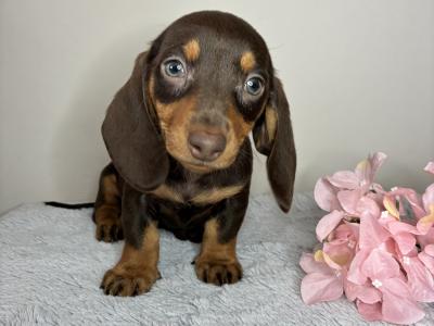 Dachshund puppies in Cork