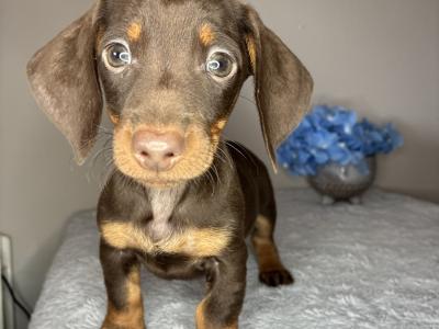 Dachshund puppies in Cork