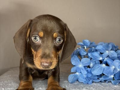 Dachshund puppies in Cork