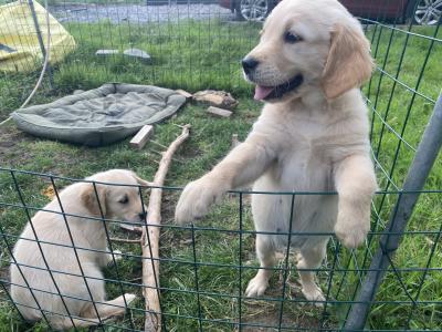 Golden Retriever puppies in Tipperary