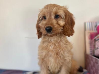 Toilet Trained Cockapoo puppies in Wexford 🐶
