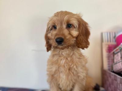 Toilet Trained Cockapoo puppies in Wexford 🐶