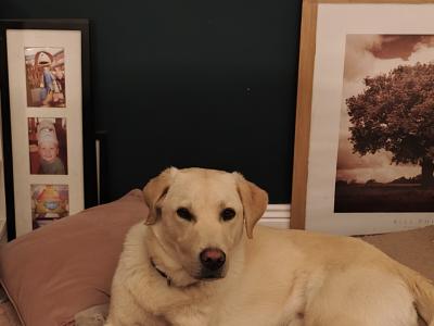 One year old Labrador for sale (male)