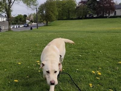 One year old Labrador for sale (male)