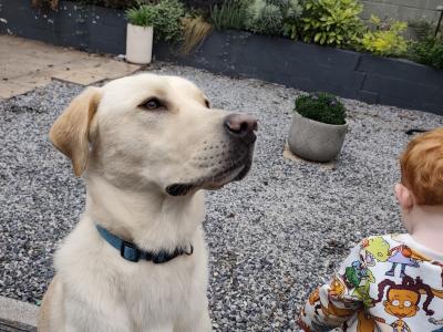 One year old Labrador for sale (male)