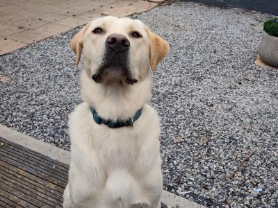 One year old Labrador for sale (male)
