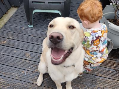 One year old Labrador for sale (male)