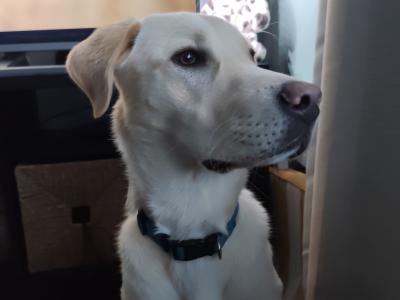 One year old Labrador for sale (male)