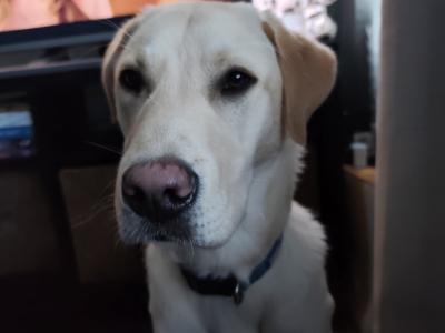 One year old Labrador for sale (male)
