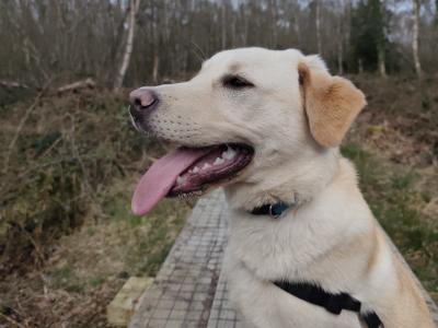 One year old Labrador for sale (male)