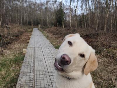 One year old Labrador for sale (male)