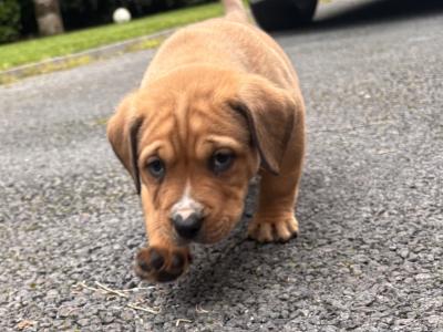 Rottweiler X puppies in Mayo
