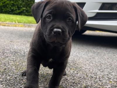 Rottweiler X puppies in Mayo