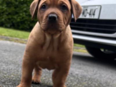 Rottweiler X puppies in Mayo