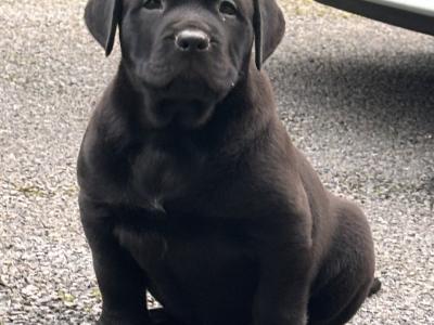 Rottweiler X puppies in Mayo