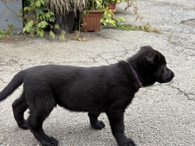 Beautiful Straight Back German Shepherd puppies in Wexford