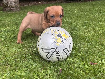 Rottweiler X puppies in Mayo