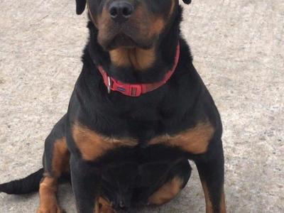 Rottweiler X puppies in Mayo