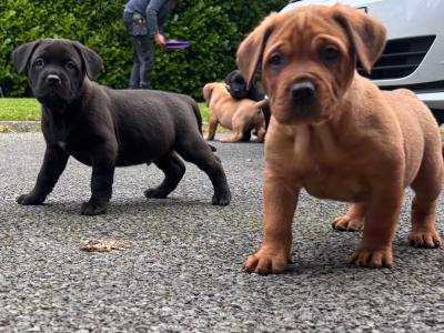 Rottweiler X puppies in Mayo