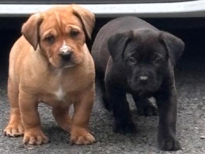 Rottweiler X puppies in Mayo