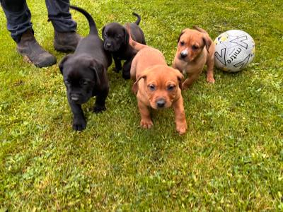 Rottweiler X puppies in Mayo