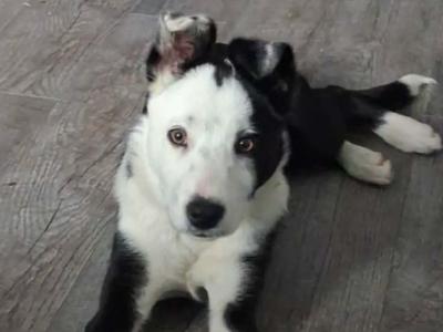 Champion Bloodline female Border Collie puppy 4 months old  in Meath