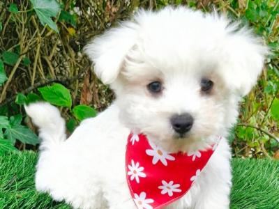 Super Cute IKC Registered male Maltese puppy in Wexford
