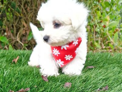 Super Cute IKC Registered male Maltese puppy in Wexford