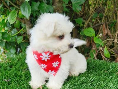 Super Cute IKC Registered male Maltese puppy in Wexford