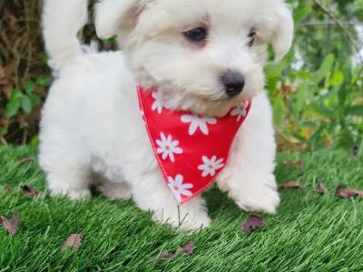 Super Cute IKC Registered male Maltese puppy in Wexford