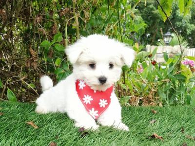 Super Cute IKC Registered male Maltese puppy in Wexford
