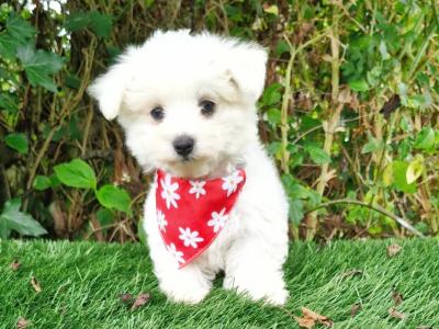 Super Cute IKC Registered male Maltese puppy in Wexford