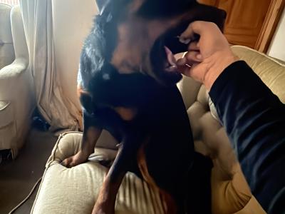 Brave MAX Rottweiler for stud