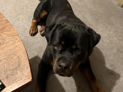Brave MAX Rottweiler for stud