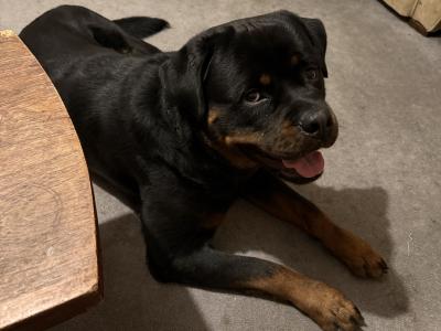 Brave MAX Rottweiler for stud