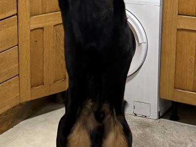 Brave MAX Rottweiler for stud