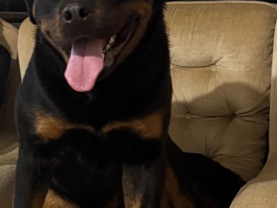 Brave MAX Rottweiler for stud