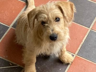 2 little Westipoo puppies (West Highland x Poodle) in Wexford are waiting for their forever people!