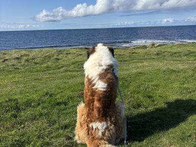 St Bernard stud dog in Roscommon