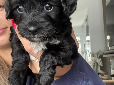 Beautiful F1B female Cavapoo puppy in Limerick City
