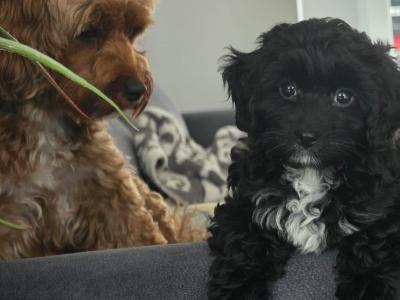 Beautiful F1B female Cavapoo puppy in Limerick City