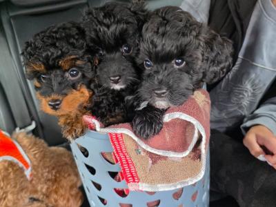 Beautiful F1B female Cavapoo puppy in Limerick City