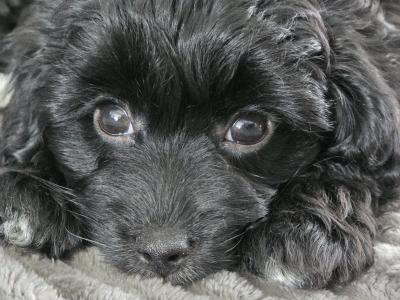 Beautiful F1B female Cavapoo puppy in Limerick City